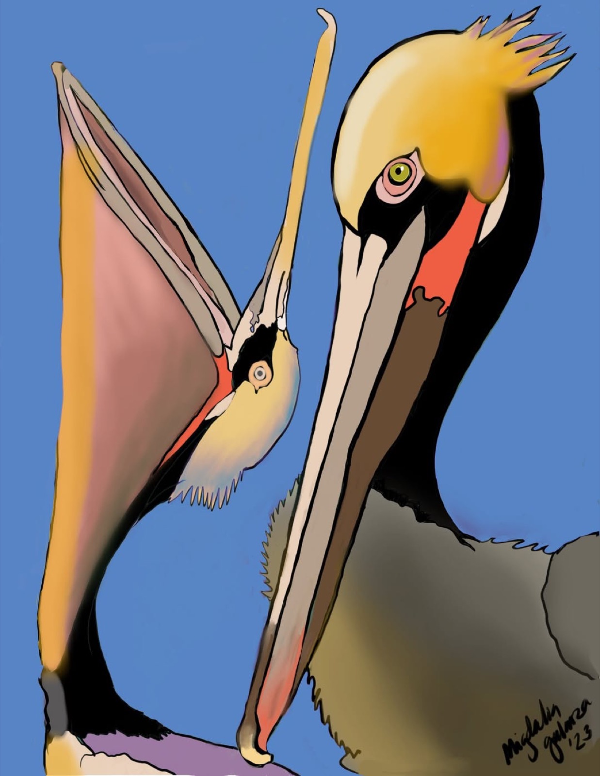 Brown Pellicans, digital