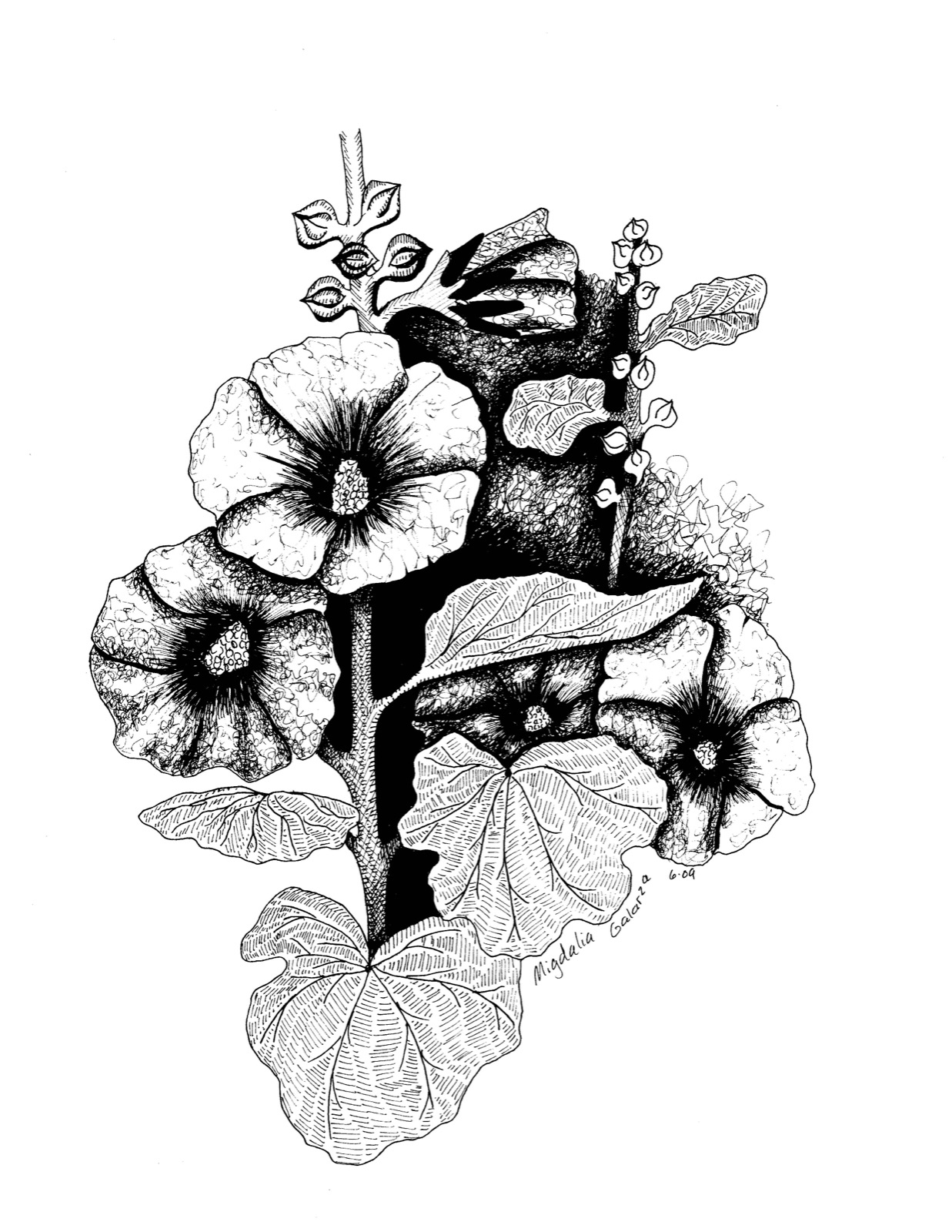 Flowers Hollyhock2, pen & ink