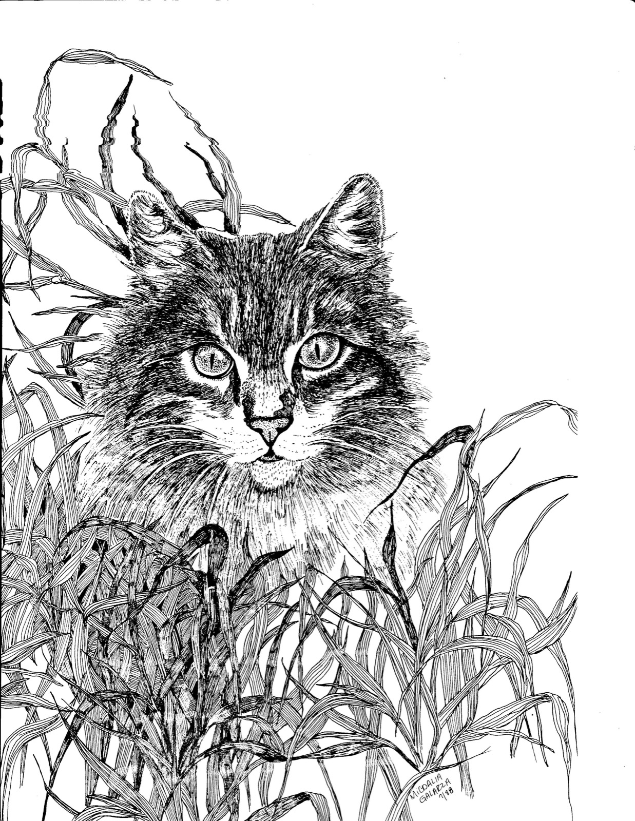 Animal Kitty, pen & ink