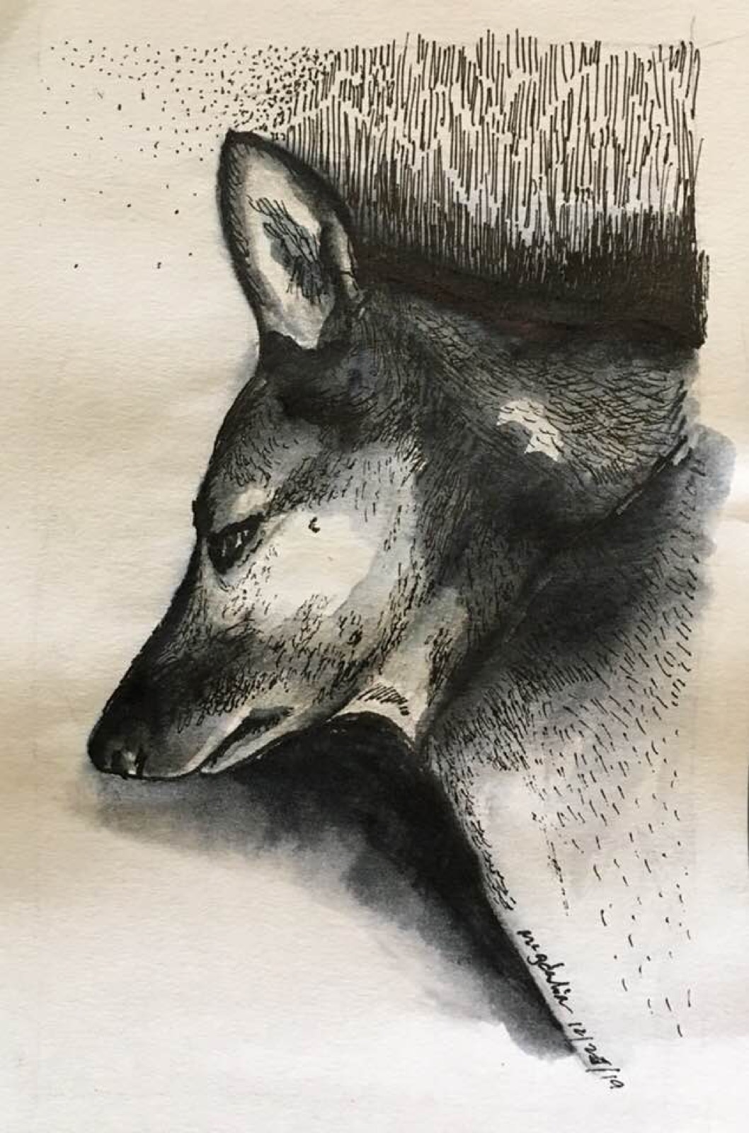 Dog, pen & ink