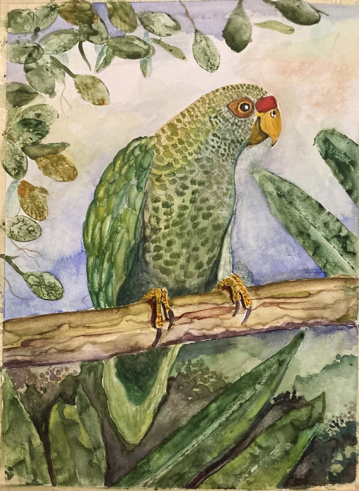 Puerto Rican Parrot, watercolor